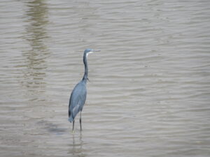 vogels - grey heron