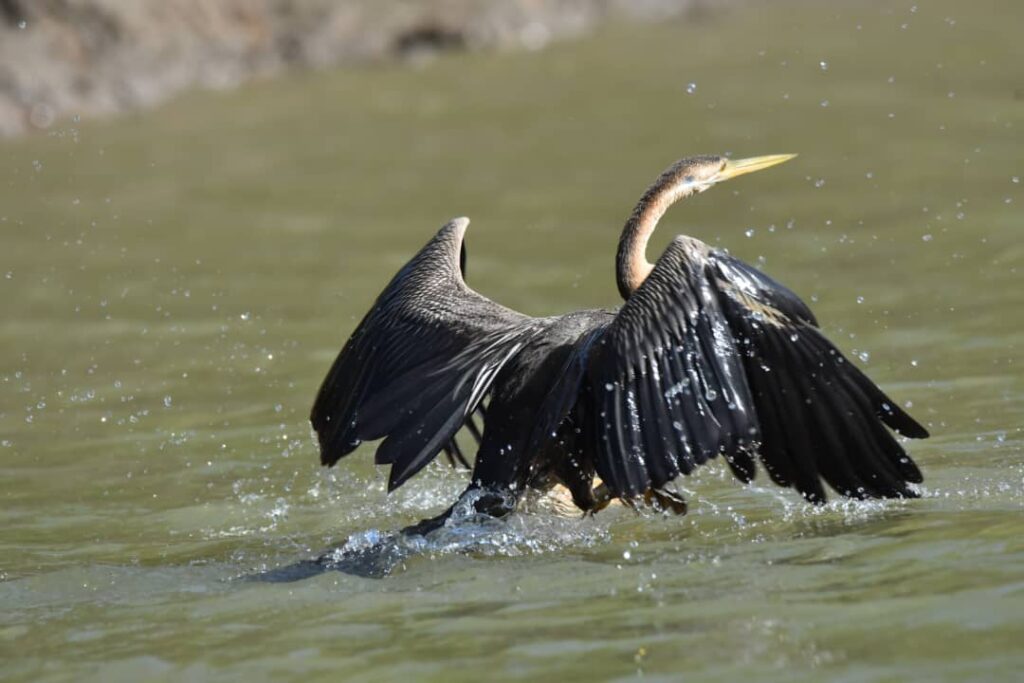 African darter on the River Gambia