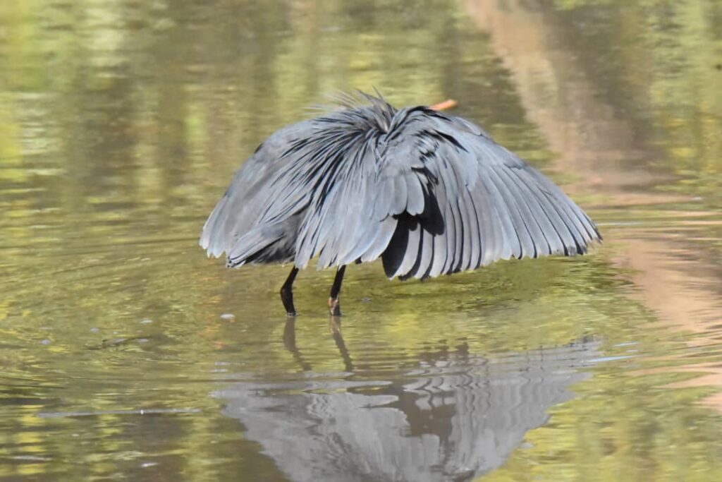 Black heron using its umbrella feeding technique in The Gambia