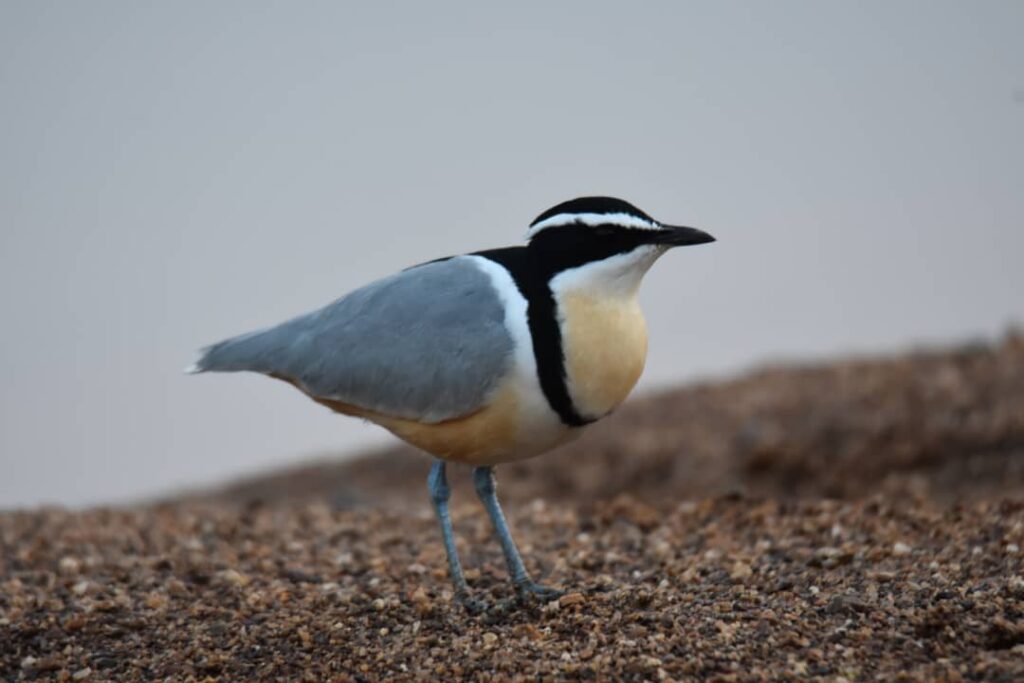 Egyptian plover seen during a specialist birdwatching trip in The Gambia