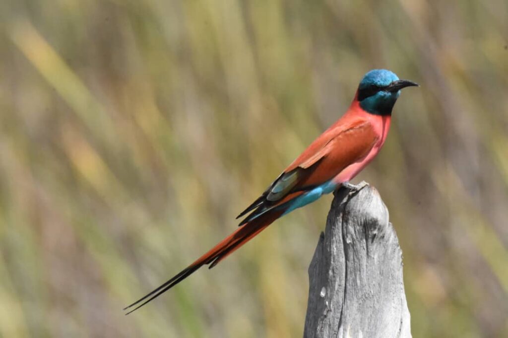 Northern carmine bee-eater in The Gambia