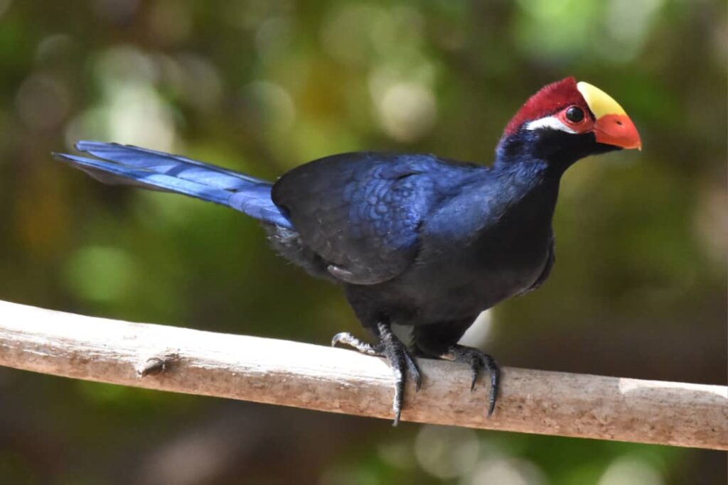 Violet turaco photographed in The Gambia