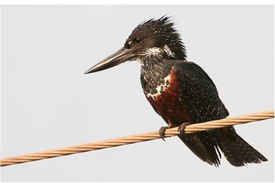 Birdwatching in The Gambia