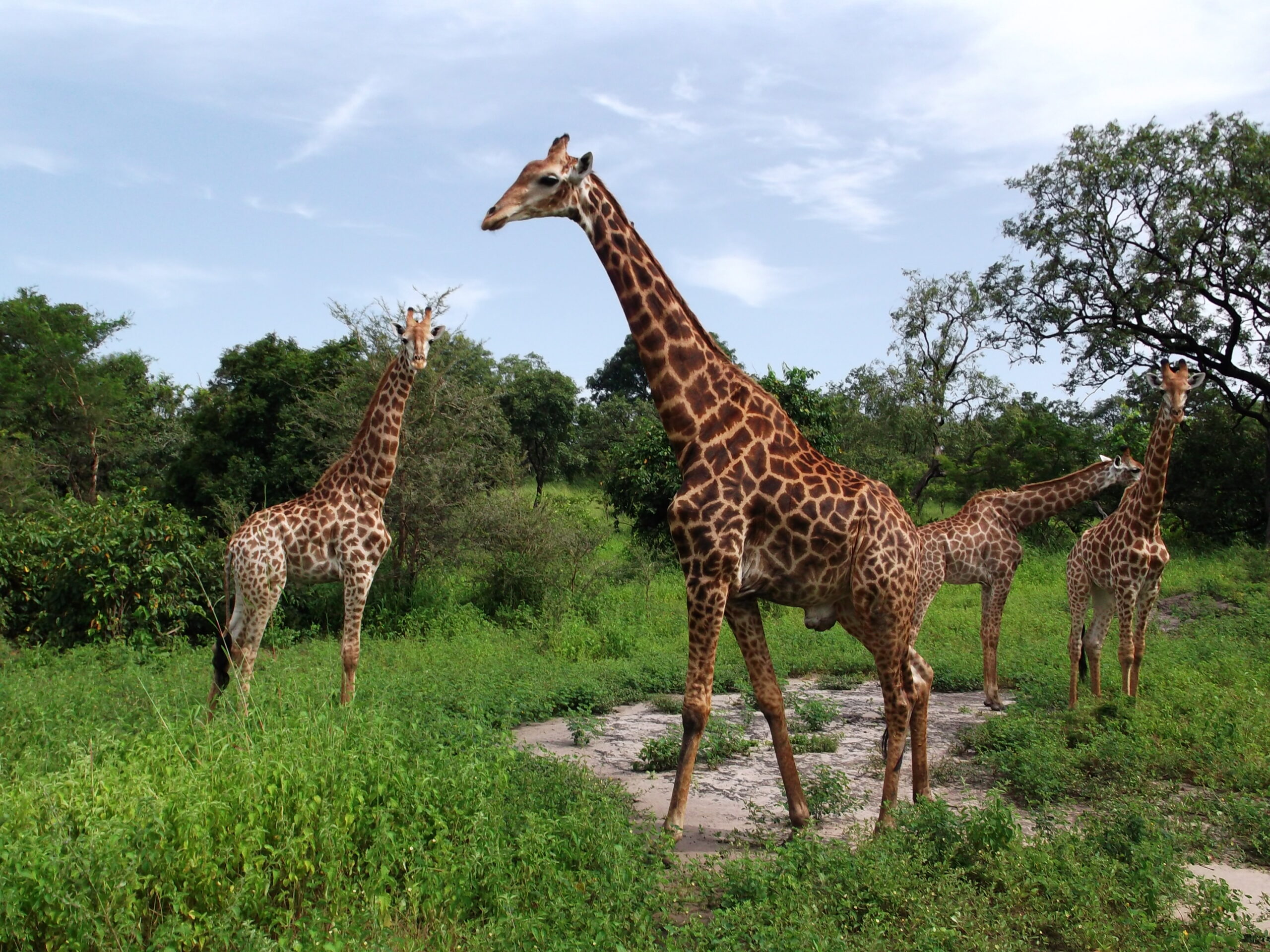 Fathala safari from Gambia: giraffes at Fathala Wildlife Reserve
