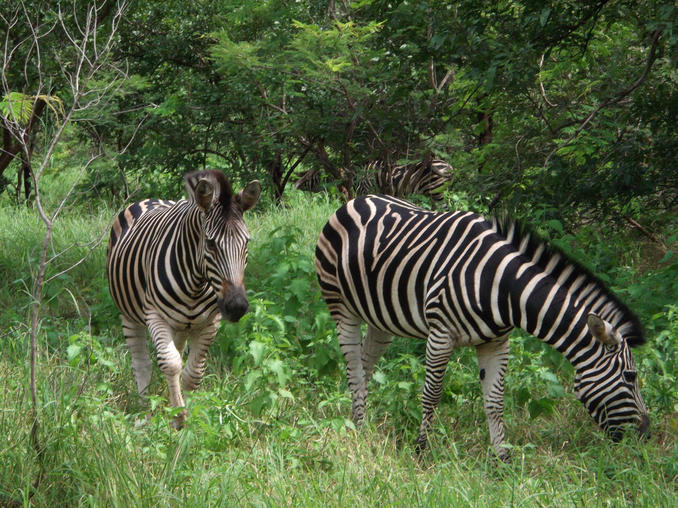 Zebras at Fathala Wildlife Reserve in Senegal