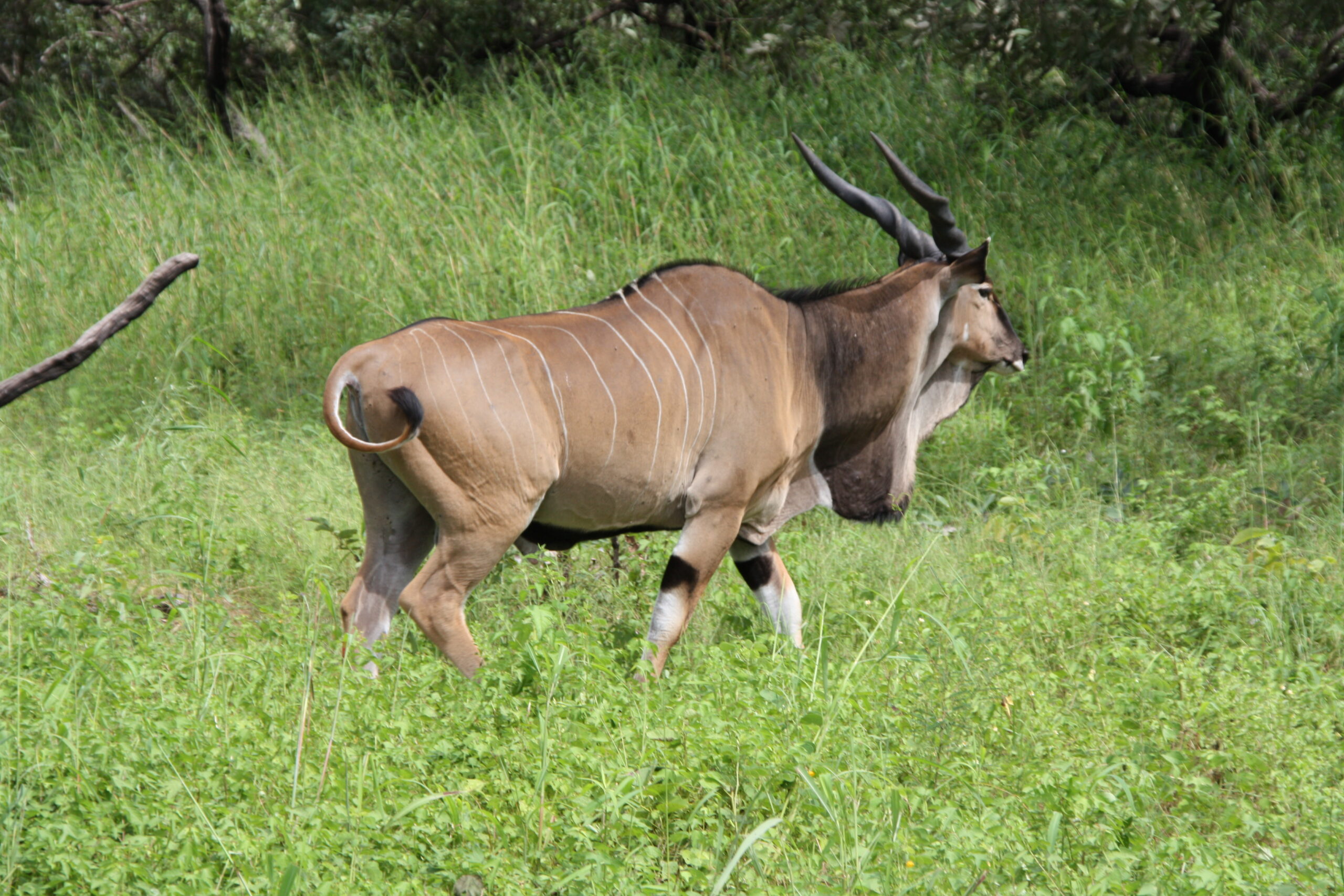 Antelope at Fathala Wildlife Reserve in Senegal