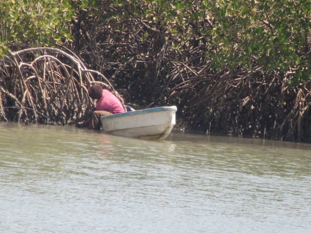 Oyster collector seen on a River Gambia boat trip