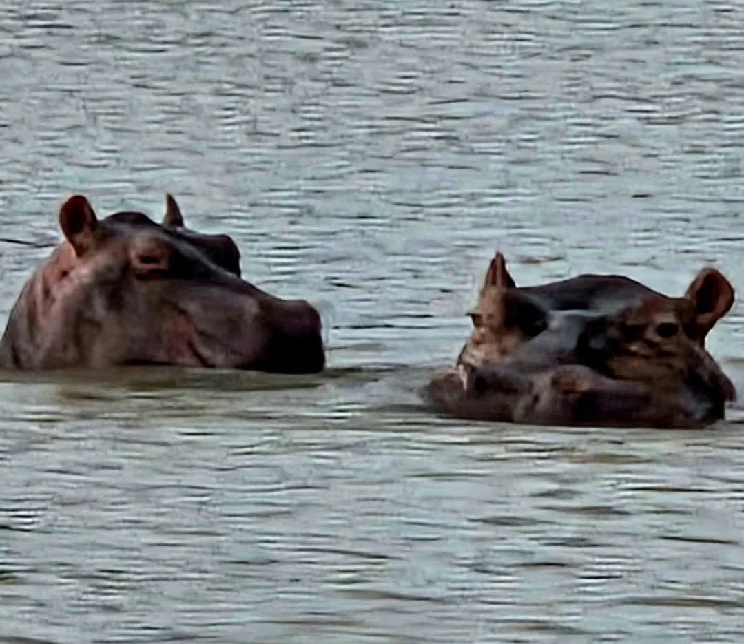 HIPPOS AT RIVER GAMBIA NATIONAL PARK