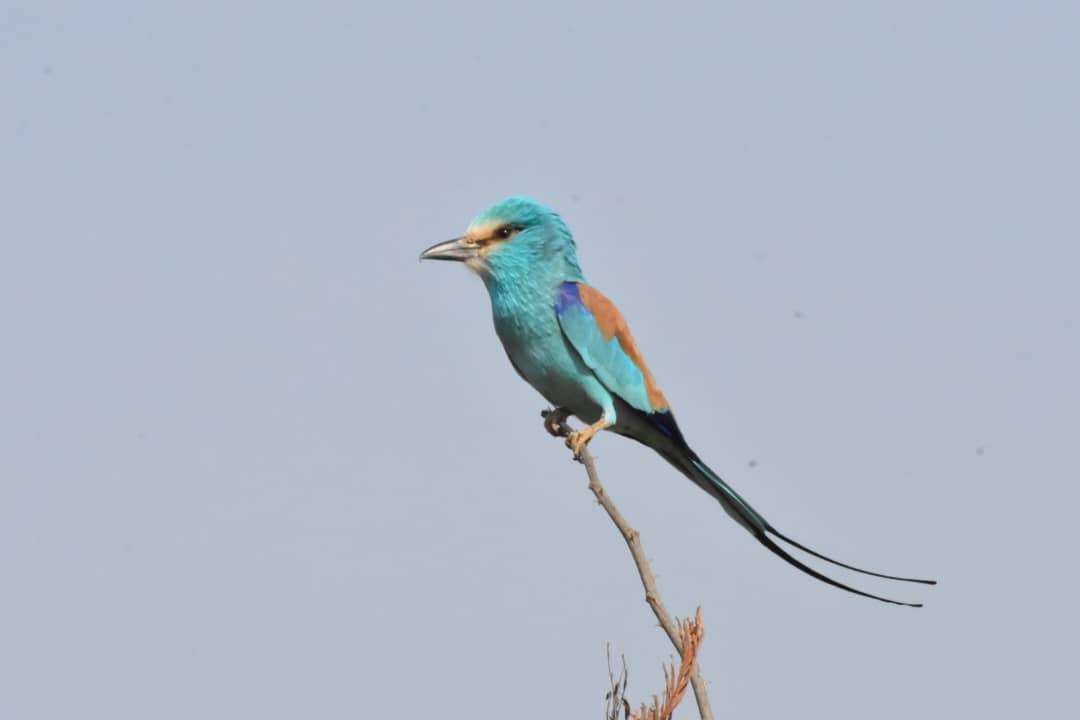 Abyssinian roller seen during birdwatching in The Gambia