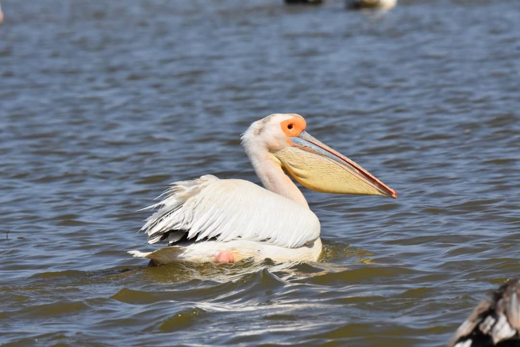 Great white pelican swimming in The Gambia